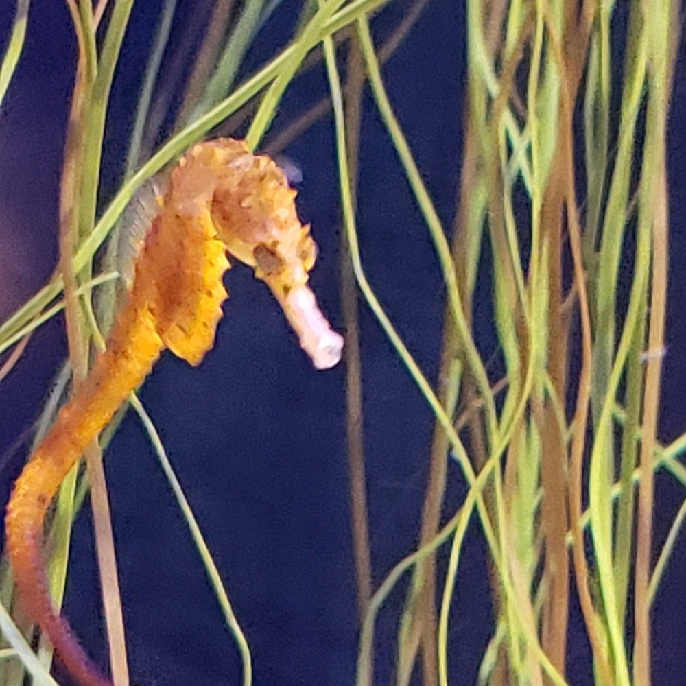 Meet your Posher, Tonya